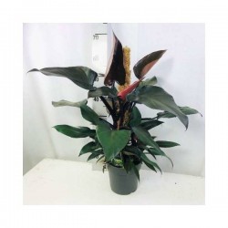 PHILODENDRON assorti P14