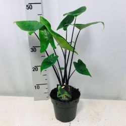 ALOCASIA 'Black Zebrina' P14