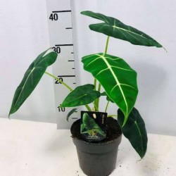 ALOCASIA 'Frydek' P12