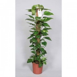 EPIPREMNUM aureum TUT-COCO...
