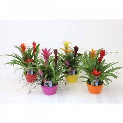 BROMELIA 3P CPEØ17-CERAM