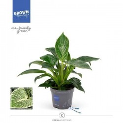 PHILODENDRON 'White Stripe'...