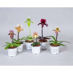 PAPHIOPEDILUM 1FLR H30 P12