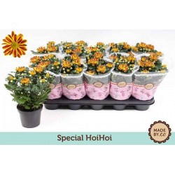 CHRYSANTHEME multifleur...