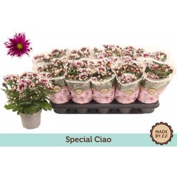 CHRYSANTHEME multifleur...