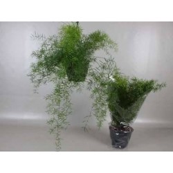 ASPARAGUS plumosus SUSPØ19