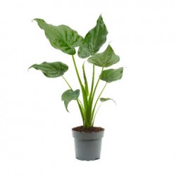 ALOCASIA cucullata H65 P17