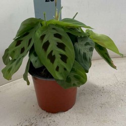 MARANTA leuconeura...