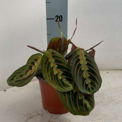 MARANTA leuconeura...
