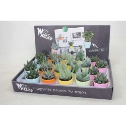 ALOE P7-MAGNET