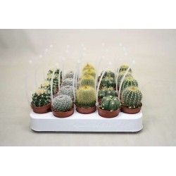 CACTUS boule assorti P5.5