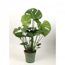 MONSTERA deliciosa H60 P17