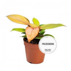 PHILODENDRON 'Prince Of...