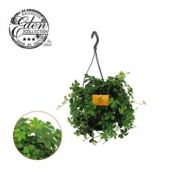 CISSUS striata SUSPØ15
