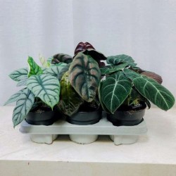 ALOCASIA baginda P14