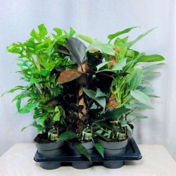 PHILODENDRON assorti...