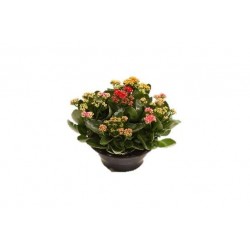 KALANCHOE fleur Double...