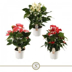 ANTHURIUM andreanum...
