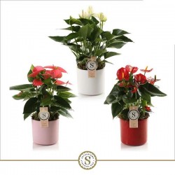 ANTHURIUM andreanum...