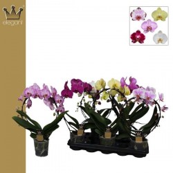 PHALAENOPSIS assorti...