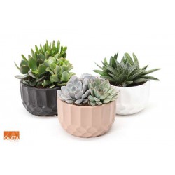 SUCCULENTE H15 P15-CERAM