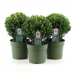 ILEX crenata BOULØ20 P17