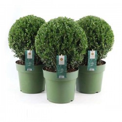 ILEX crenata BOULØ25 P21