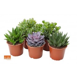 SUCCULENTE assorti P14