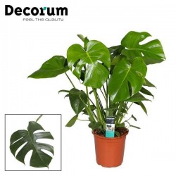 MONSTERA deliciosa H75 P21