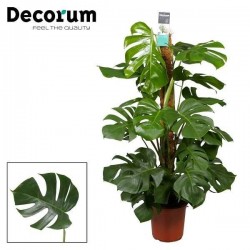 MONSTERA deliciosa TUT-COCO...