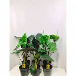 ALOCASIA assorti H65 P17