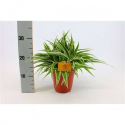 CHLOROPHYTUM comosum...