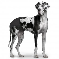 Culotte Pour Chiens XL...