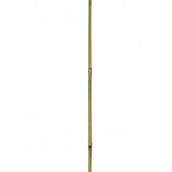 Tuteur BAMBOO Ø10/12MM-H150...