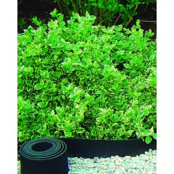 SELFIX BORDURA Bordure...