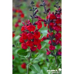 SALVIA jamensis Reve Rouge®...