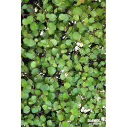 MUEHLENBECKIA complexa...