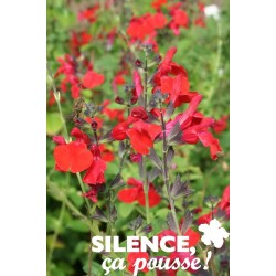 SALVIA microphylla 'Royal...