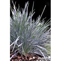 KOELERIA glauca FF C4.5L