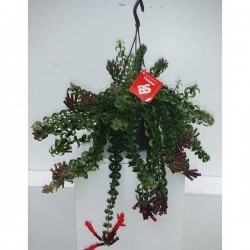 AESCHYNANTHUS 'Twister'...