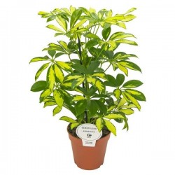 SCHEFFLERA arboricola...