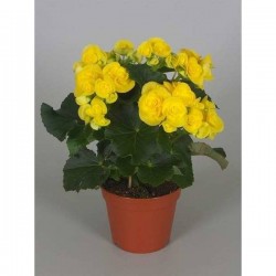 BEGONIA elatior P14