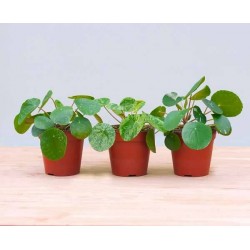 PILEA peperomioides P13