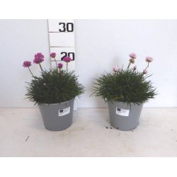 ARMERIA P14