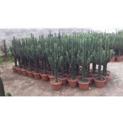 EUPHORBE erythrea 170/180 P35