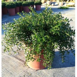 SARRIETTE 6029050 P18