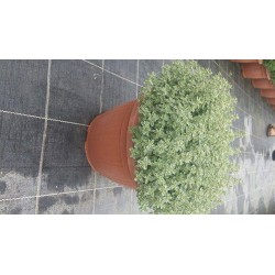 THYM commun Panache P25