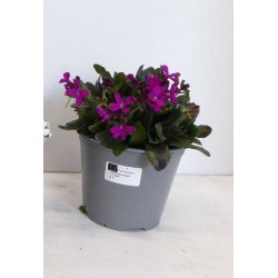 ARABIS blepharophylla...