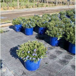 LITHODORA 6029091 P18