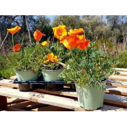 ESCHSCHOLZIA californica P14